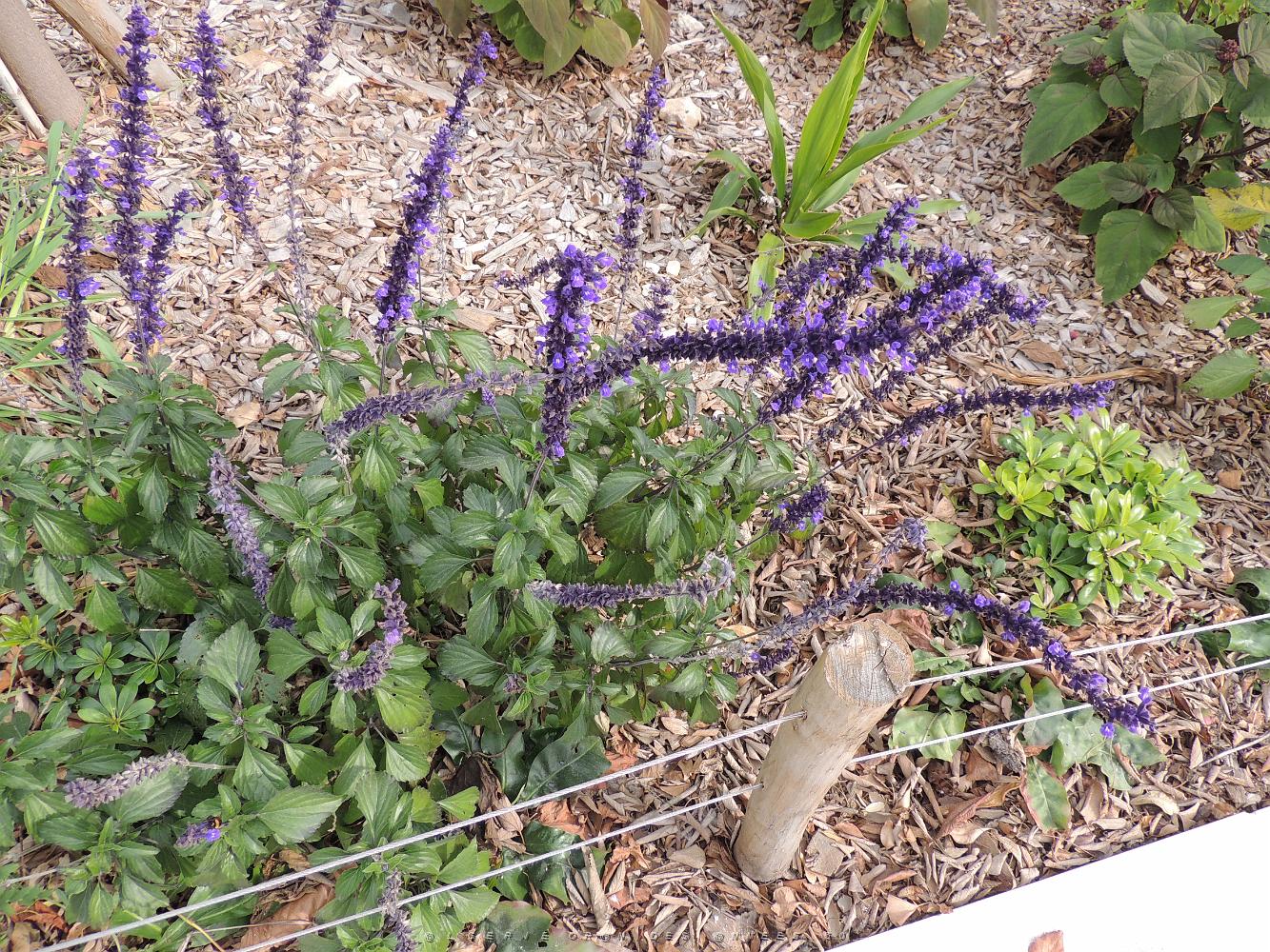 50 Des Fleurs 3.JPG -           